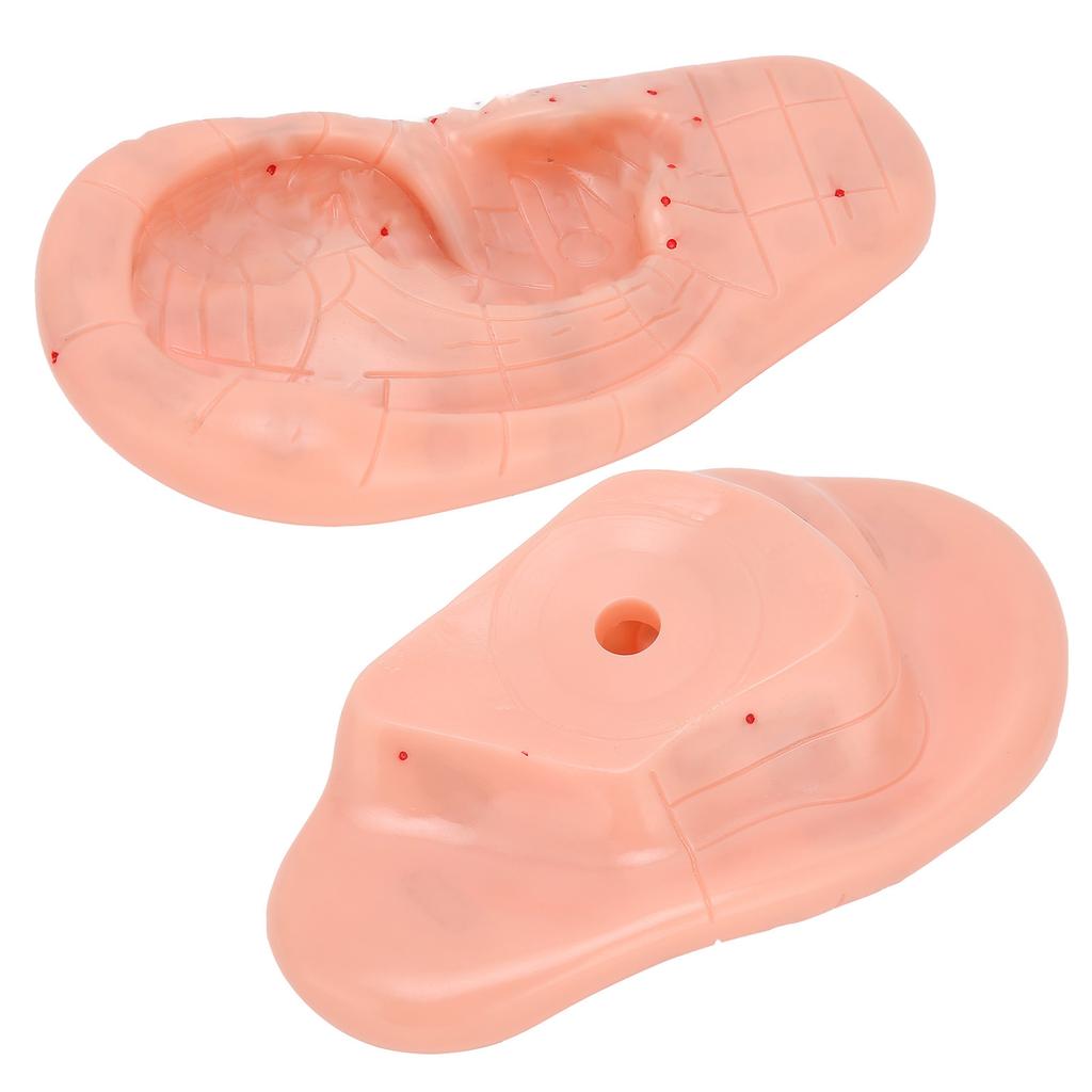 Ohrreflexzonenmodell Menschliches Ohr Akupunkturpunkt Massage Modell zum Lehren Lernen