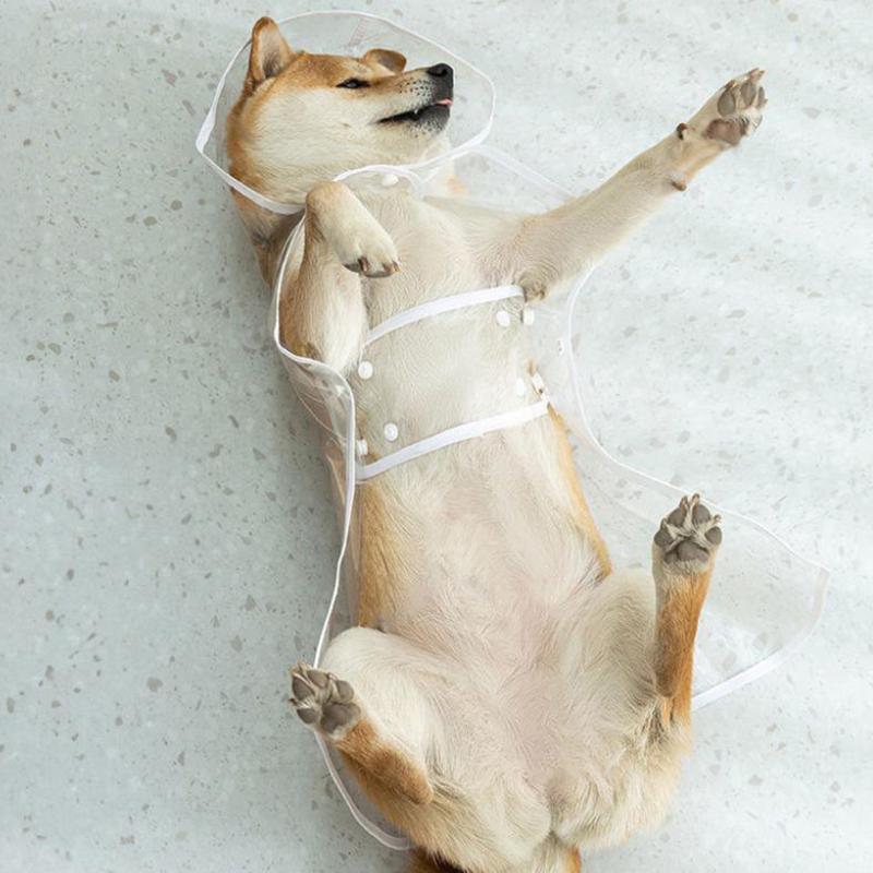 Capa de Chuva para Animal de Estimação Capa de Chuva Transparente para Cão Impermeável e à Prova de Vento Roupa para Animal de Estimação Cão Grande Animal de Estimação Cão Fantasia para Animal de Estimação