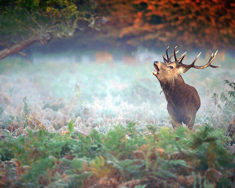 5D Diamond Painting Yard Animals Full Square Round Diamond Embroidery Full Set Watercolor Brown Dog Diamond Mosaic Craft Kit Home Decor