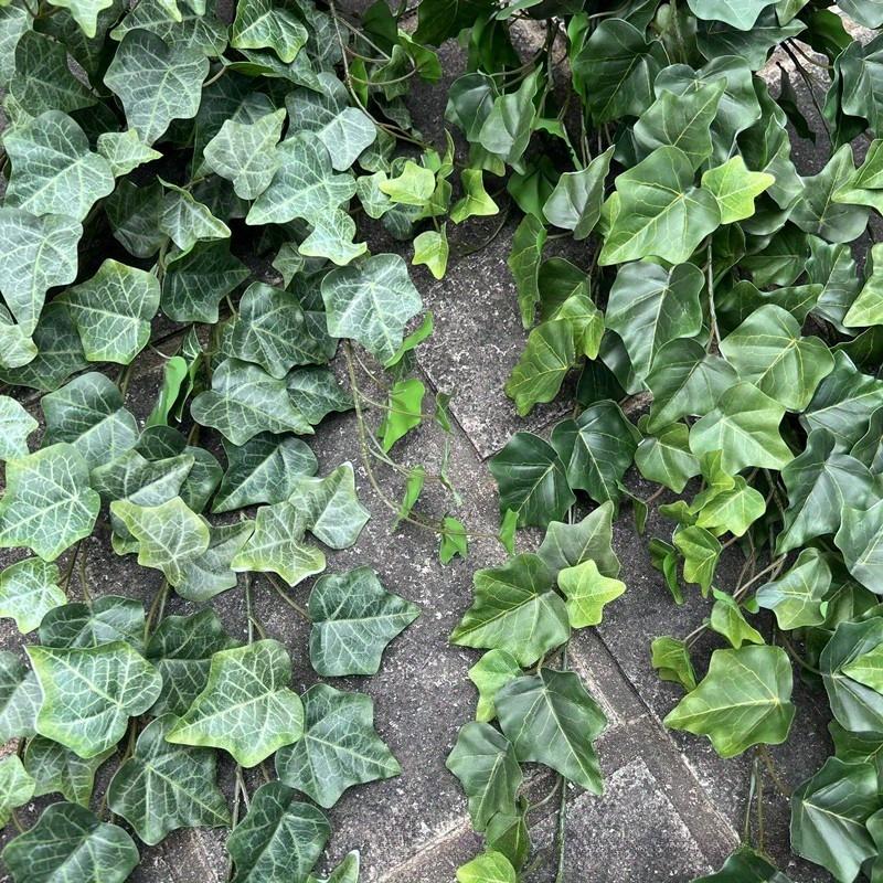 1Pc Simulation 25.6-inch Hand-feel Ivy Sweet Potato Leaf Vine Wall Hanging