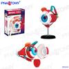 4D Human Anatomy Model: Brain, Heart, Eye, Ear, Pelvis, Knee, Muscle