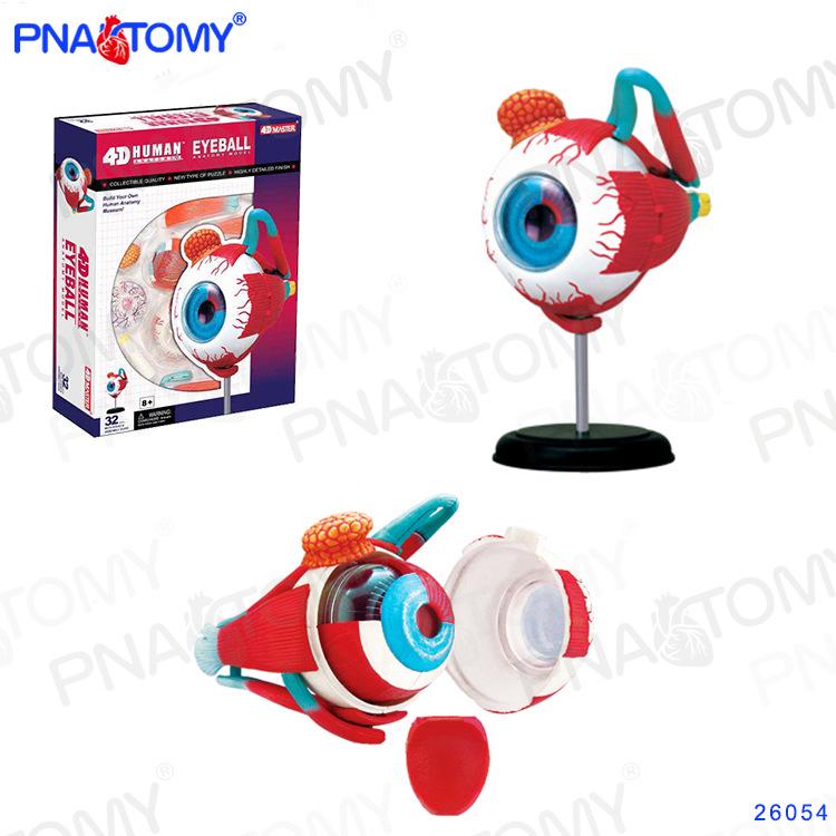 4D Human Anatomy Model: Brain, Heart, Eye, Ear, Pelvis, Knee, Muscle