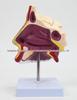 ENT Five Senses Anatomical Model of Human Nasal Cavity, Pharynx, and Mouth