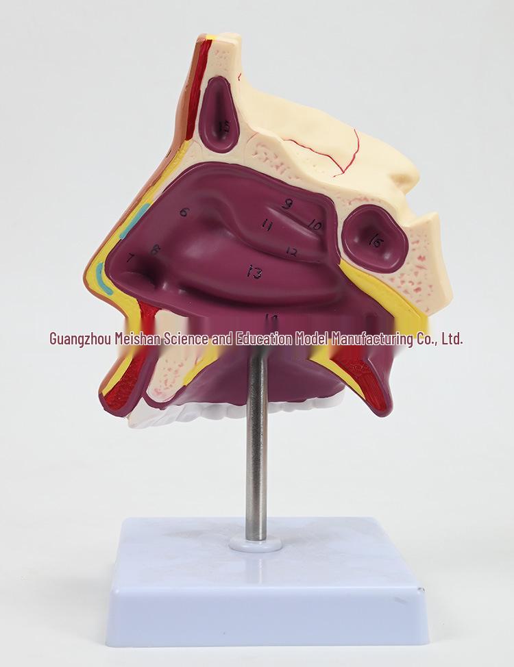 ENT Five Senses Anatomical Model of Human Nasal Cavity, Pharynx, and Mouth