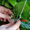 10 Set Plants Hooks & Clips Climbing Plant Hooks with 10M Rope Plant Hanging Hook Versatile for Garden Plant Flower