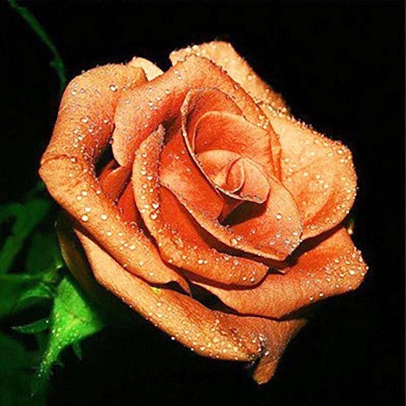 5D DIY Diamond Painting Rose Flower Diamond Embroidery Fresh Flowers Cross Stitch Full Round Drill Manual Home Decor Gift