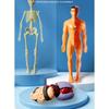 Anatomy Model Human Anatomy Model Body Puzzle 3D Body Puzzle STEM Toys  Scientific Experiment