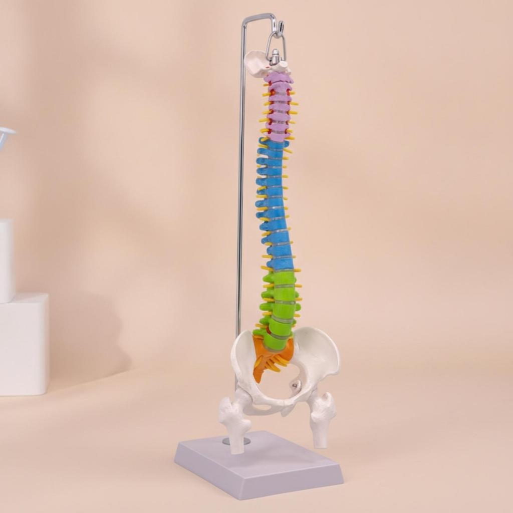 Anatomical Spine Teaching Model Sturdy for Classrooms, Teachers