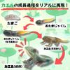 Avidora Frog Fun Toy Figurine Animal Educational Toy Growing Stages 5pcs
