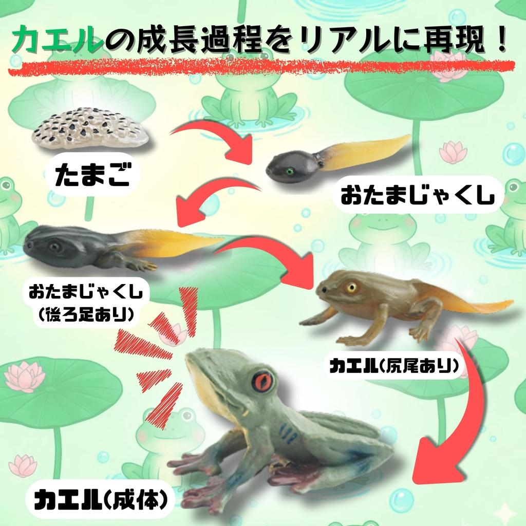 Avidora Frog Fun Toy Figurine Animal Educational Toy Growing Stages 5pcs