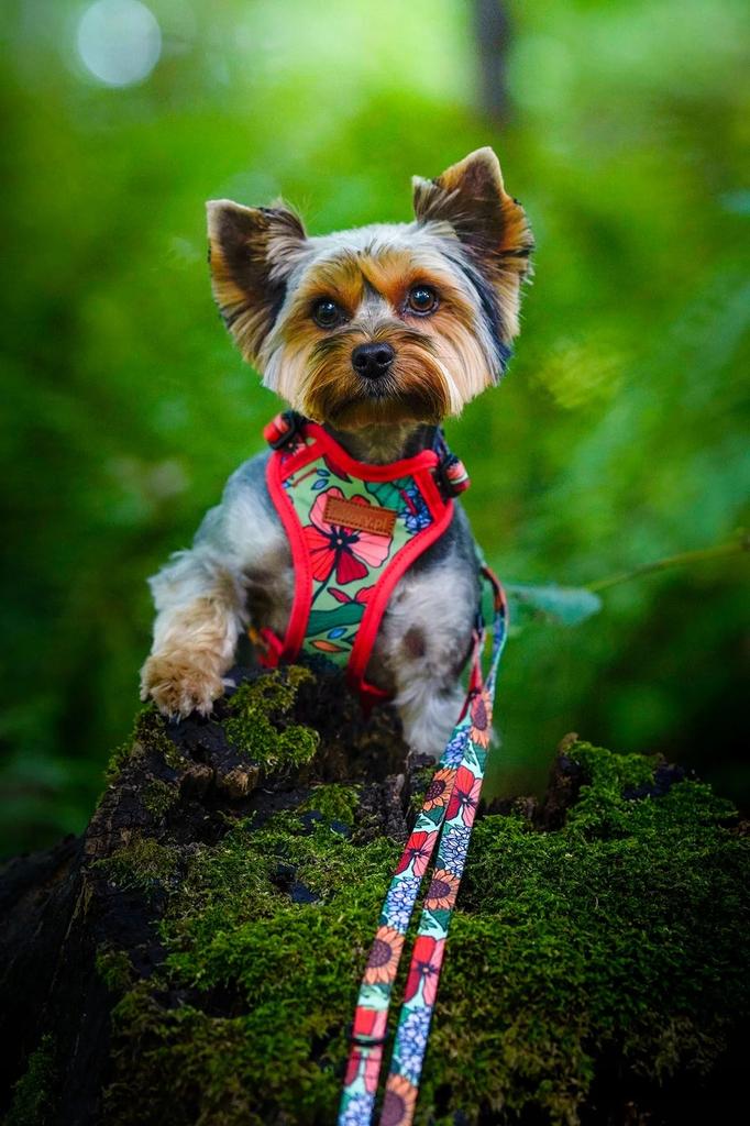 CITY LEASH for a large dog (shepherd dog) over 20 150 Ukory FLOWERS
