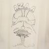 FRUIT OF THE LOOM 90s Old Short sleeve T-shirt XL white Single stitch Men's Used