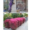 Realistic Silk Plastic Violets Wall Mounted Floral Display Maintenance Frees Indoor Decorative Flower Accessory