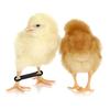 50/100Pcs Chicken Leg Bands Adjustable Hobbling Chicken Hobble Brace for Puddle Leg Repair Bird Quail Ducks Hatched