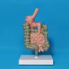 Human Digestive System Model Stomach Anatomy Large Intestine Cecum Rectum Duodenum Human Internal Organs Structure Model