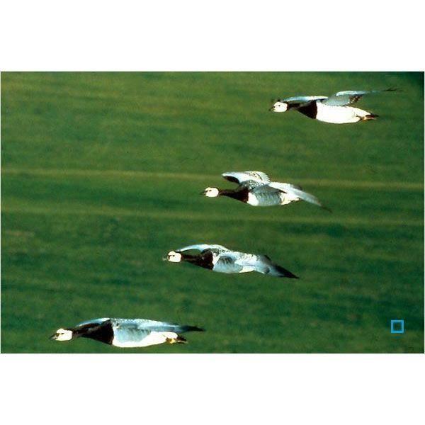 Blu-ray le peuple migrateur