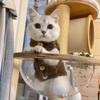 Cat Solid Waistcoat Autumn Winter Dog Warm Lamb Wool Waistcoat Thick Cotton Coat Two Foot Coat Pet Cotton Vset Small Medium Cat