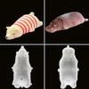 Arctic Raccoon Rabbit Seal Hippo Silicone Mold 3D Mousse Cake Ice Cream Silicone Mold