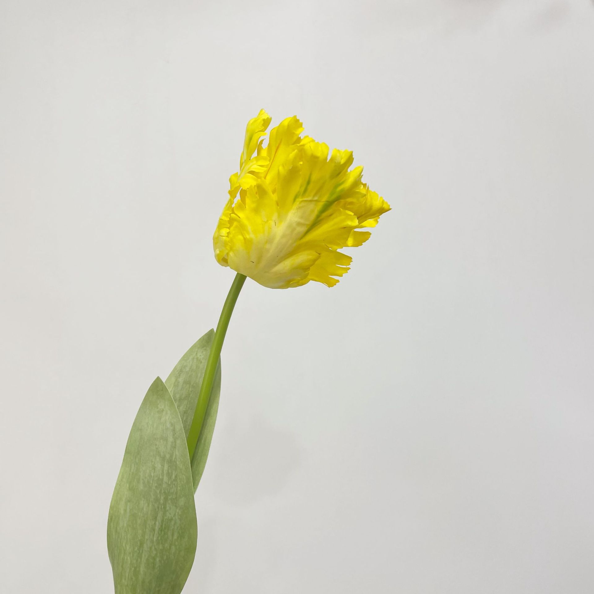 

Luxury 3D Parrot Tulip branch 1PC Real Touch Artificial Flowers for Wedding Fake Tulips Bridal DIY Bouquet Living Room Ornaments 1PC