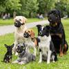 Waterproof Dog Muzzle Adjustable Dog Anti Bite Muzzle Safe Wearing Dog Bark Stopper  Daily Walking