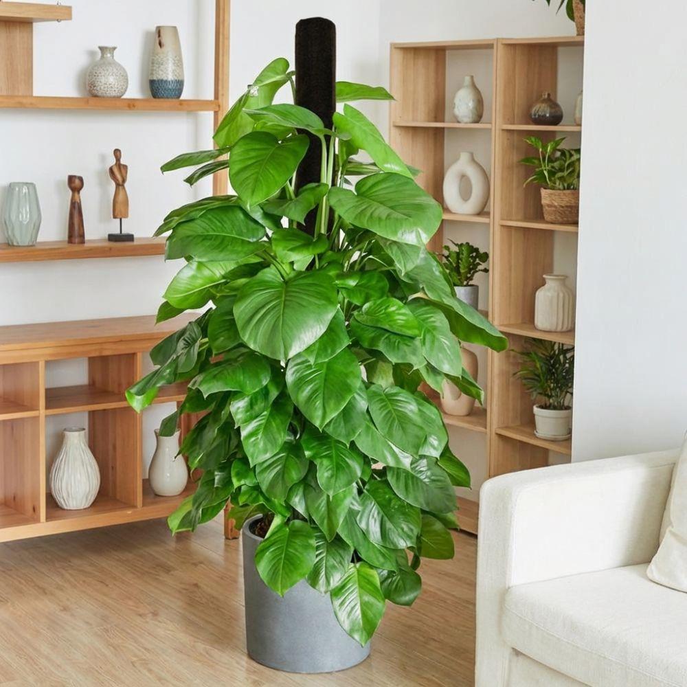 Ventilate Climbing Plant Stand Plastic Potted Plant Holder Climbing Vine Pillar  Indoor Plant Use