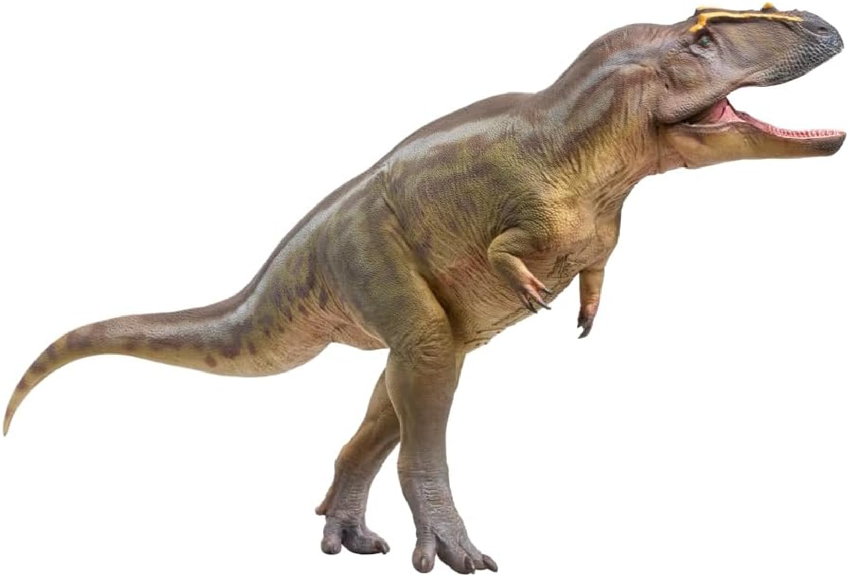 

PNSO Growth Series 95 Tameriraptor Figure, Late Cretaceous, Carcharodontosauridae, Theropod, 24cm, PVC Dinosaur Toy Model, for Dinosaur Lovers