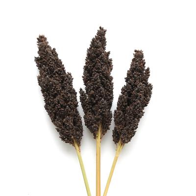 250 Siyah Sorgum Tohumu (Sorghum nigrum)