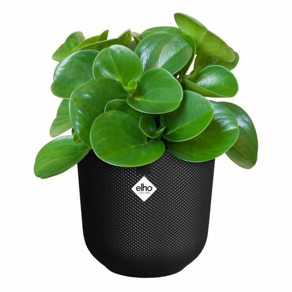 Plant Pot Elho