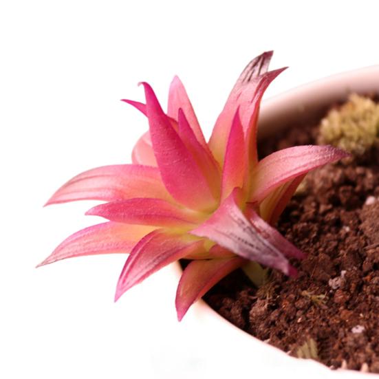 Mini Künstliche Sukkulenten Realistische Fake Kleine Kakteen Pflanzen Bunte Kunststoffe Beflockte Topflose Pflanzen für Garten Blumentopf Küche Heimdeko