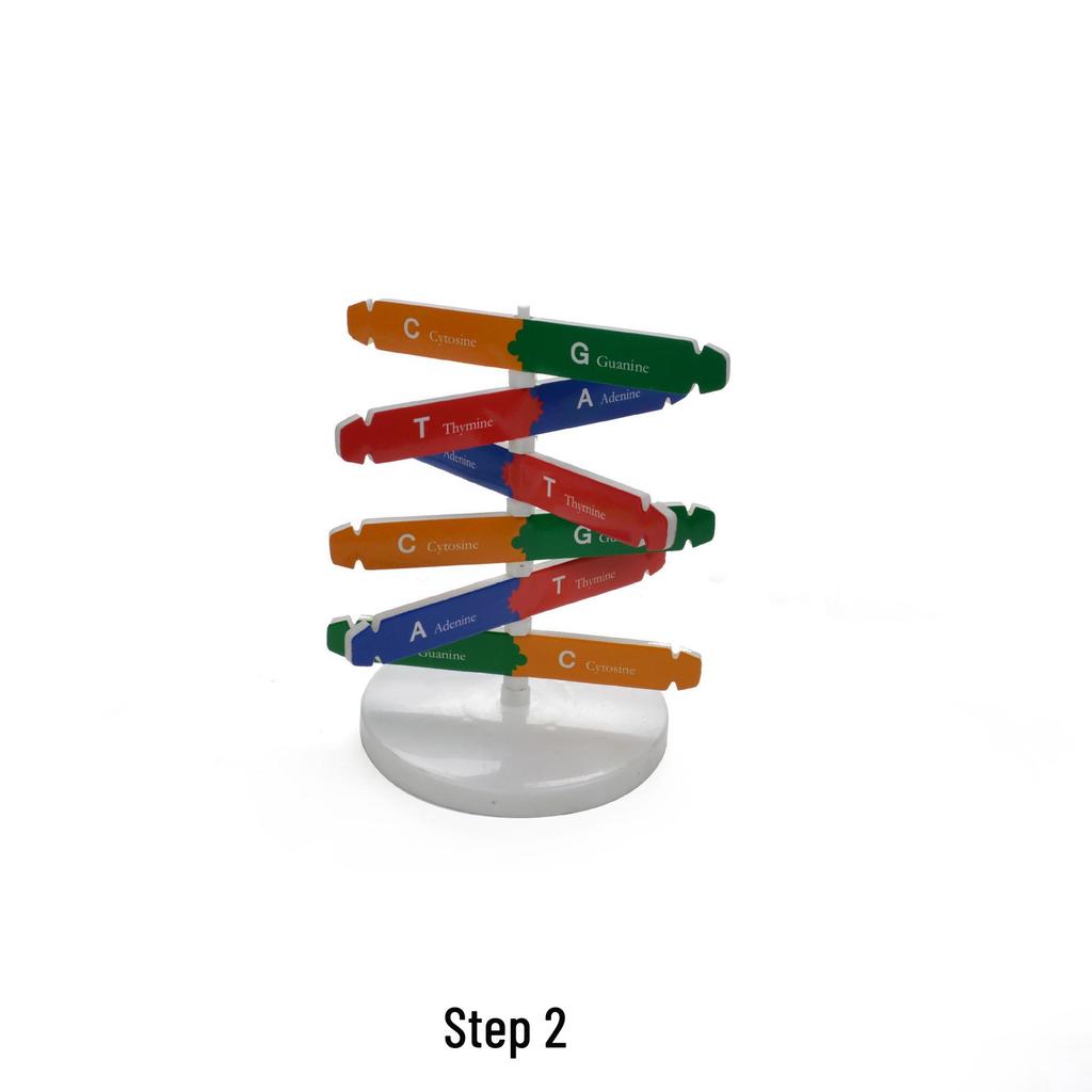 DIY Human DNA Double Helix Model Educational Science Toy