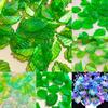Simulated Plated Phoenix Flower Jewelry: Artificial Strawberry Leaves Headdress Beading Accessories