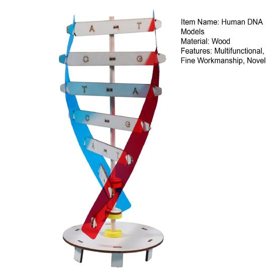1 set Interesant Stimulează imaginația Îmbunătățește concentrarea Structură inovatoare cu dublu helix Modele ADN Jucării pentru copii Echipament de experiment