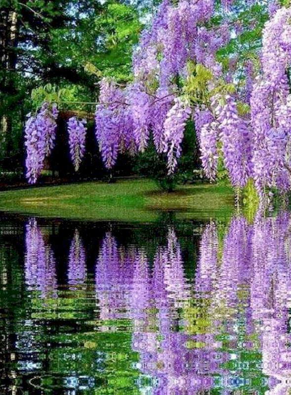 Kwiaty Krajobraz Malowanie Diamentami Wisteria 5D Pełne Wiertło Haft Diamentowy DIY Mozaika Haft Krzyżykowy Art Dekoracja Domu Prezent