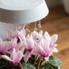3D Printed Rotating Desktop Rain Watering Vase Self Circulating Plant Pot with Water Cycle System for Indoor Use Suitable for Desk Decoration