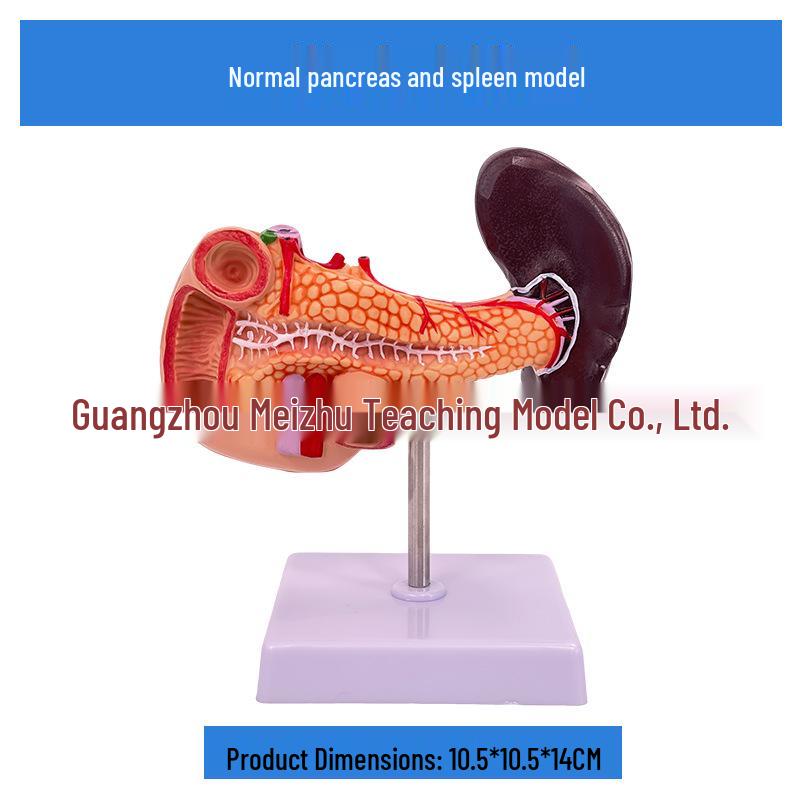 Simulated Human Liver & Biliary-Pancreas Model with Spleen, Duodenum, and Lesion Relief