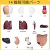 Human Anatomy Model 15 Detachable Parts of the Human Includes Internal and 28cm Display for Preschool and School Science and Medical Education - Body,