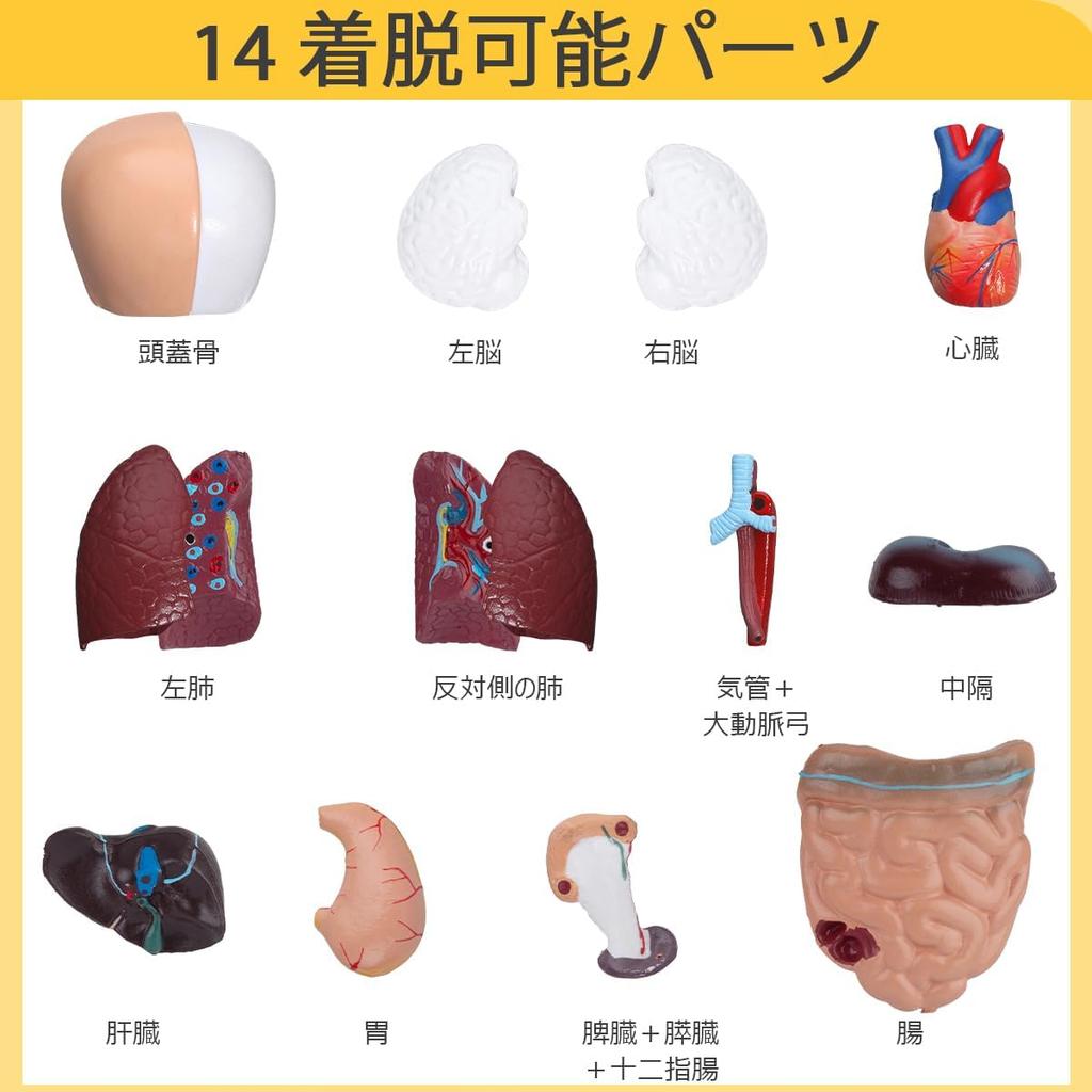 Human Anatomy Model 15 Detachable Parts of the Human Includes Internal and 28cm Display for Preschool and School Science and Medical Education - Body,