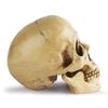 Revteds [Official] 1/1 Scale Skull Model, Human Anatomy Model, Skull Ornament, Bone Color