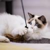 Non-slip Feather Cat Teaser Wand