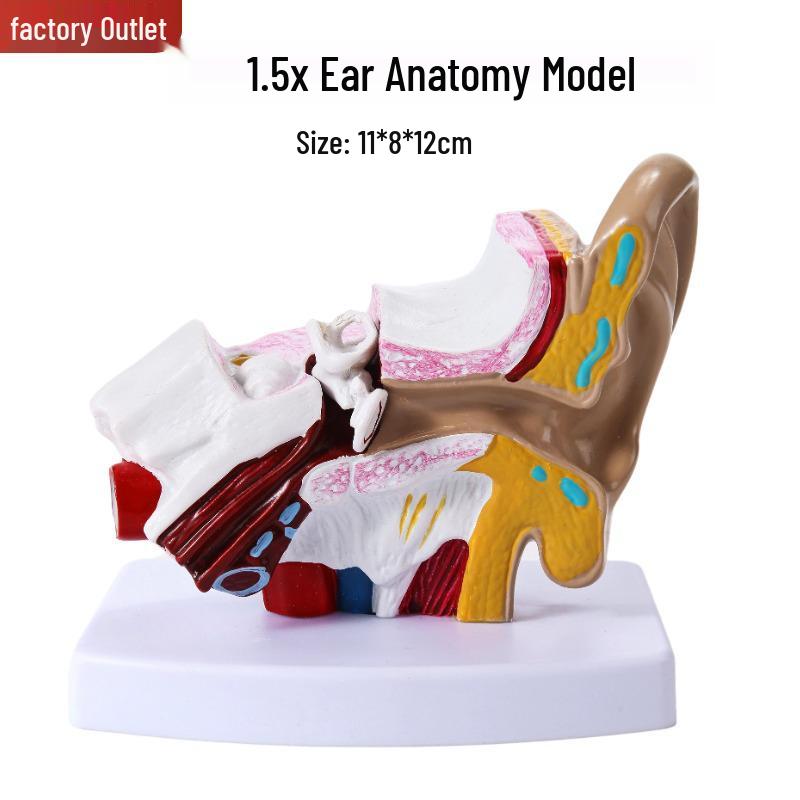 Tabletop Ear Anatomy Model: Outer, Middle, Inner Ear Parts for Teaching Auditory System and Ear Structure.