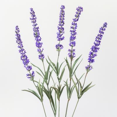 100 True Lavender Seeds