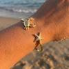 Starfish Crab Asymmetrical Open Bangle for Women Men Stainless Steel Gold-Plated Scallop Shell Bangle Boho Beach Party Jewelry