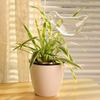Imitation Glass Plastic Bird Plant Waterer Bird Shape Design Hand Blown Plant Watering Bulbs Garden Water Seepage Drip Device