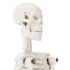 45cm (17") Mini Human Skeleton Model with Movable Arms and Legs, Scientific Model for Studying the Basic Details of the Human Skeletal System