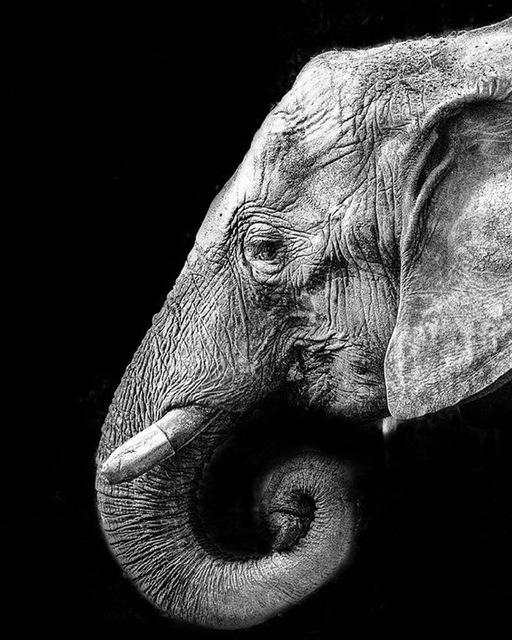 5D DIY Diamantmalerei Voll Quadrat Schwarz Weiß Tiere Diamantstickerei Löwe Tiger Mosaikbild aus Strass Dekor Geschenk