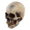 2pcs Resin Tabletop Skeleton Model Dispaly Props