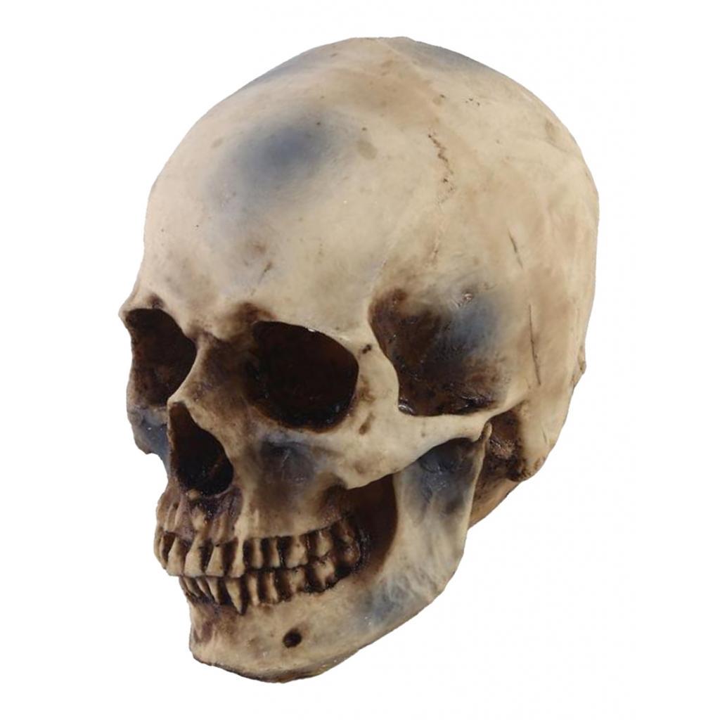2pcs Resin Tabletop Skeleton Model Dispaly Props