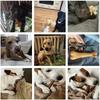 Nearly Indestructible Dog Bone Chew Toys Natural Non Toxic Puppy Chew Toy For Small Medium Large Dogs Long Lasting