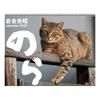 Art Print Japan 2027 Mitsuaki Iwago Nora Alley Cats Wall Calendar Photobook Style