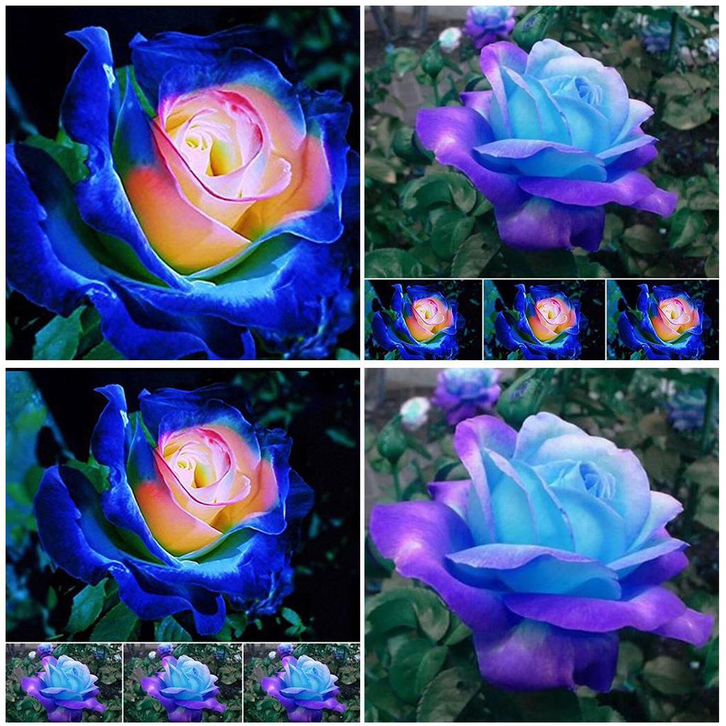 Buy Bllue Adorable Flower Fragrant Blooms Luminous Fluorescence Rose